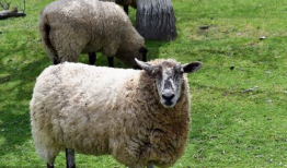 户外直播91年的羊,羊年记忆里的青春足迹